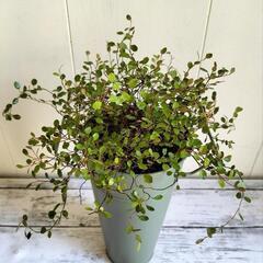 【💖Thankyou💖】ワイヤープランツ🌿植物の画像