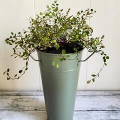 【💖Thankyou💖】ワイヤープランツ🌿植物