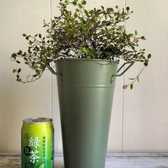 【💖Thankyou💖】ワイヤープランツ🌿植物の画像