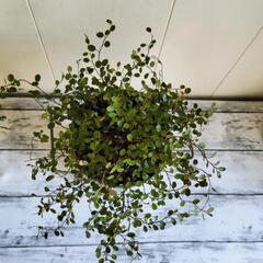 【💖Thankyou💖】ワイヤープランツ🌿植物の画像