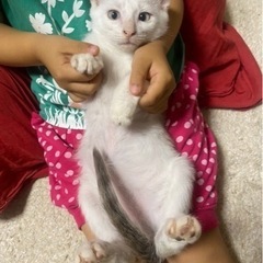 【6月29日血液検査陰性】二ヶ月くらいのグレーベージュの綺麗な🐱...