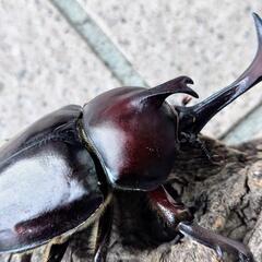 大型カブトムシPA