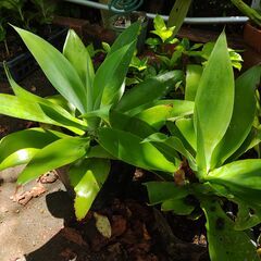 植物【アガペ】大苗