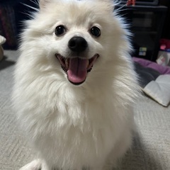 【里親決定】ポメラニアンとスピッツのMIX犬です！