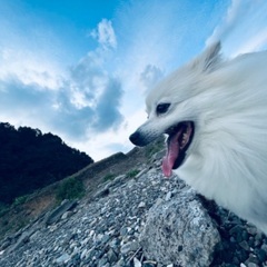 【里親決定】ポメラニアンとスピッツのMIX犬です！ − 高知県