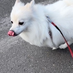 【里親決定】ポメラニアンとスピッツのMIX犬です！ - 犬