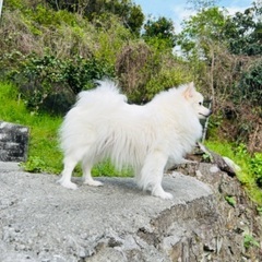 【里親決定】ポメラニアンとスピッツのMIX犬です！ - 高知市