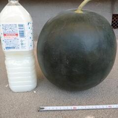 種なしスイカの画像