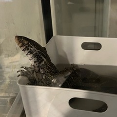 ナイルモニター(ナイルオオトカゲ) 里親募集
