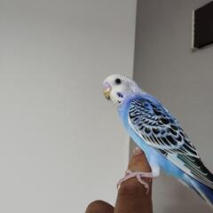 オスとメスセキセイインコ２匹