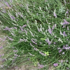 ラベンダーの花差し上げます