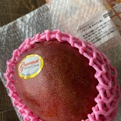 果物　マンゴー　アップルマンゴー