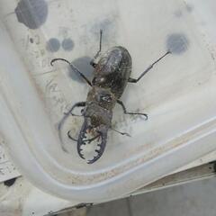 クワガタ