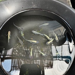 本日でもOK７月１４日迄の取引です､カブキメダカとサファイアメダカの画像