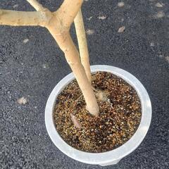 【観葉植物】ウンベラータの画像