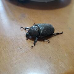 カブトムシ、クワガタの画像