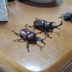 カブトムシ、クワガタの画像