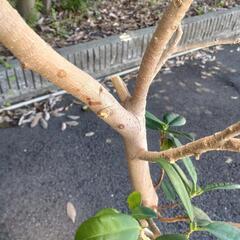 【交渉中・観葉植物】フィカス　ジャンボリーフの画像