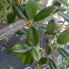 【交渉中・観葉植物】フィカス　ジャンボリーフの画像