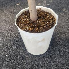 【交渉中・観葉植物】フィカス　ジャンボリーフの画像