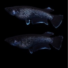 ミッドナイトフリル漆黒針子