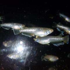 フロマージュメダカ若魚5匹