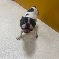 フレンチブルドッグ　オスメス　飼い主様募集中