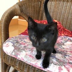 とてもイイ顔の黒猫子猫ちゃん。保護しました。