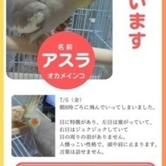 オカメインコ
