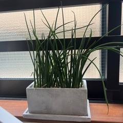 生活雑貨 家庭用品 ガーデニング