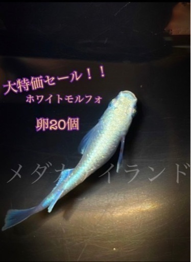 【極上】ホワイトモルフォ卵 20個＋α保証分 めだか メダカ キラキラ 最高級 ラメ ヒレ長 光 極美 レア 希少有精卵 体外光 稚魚 体外光