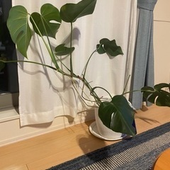 モンステラ