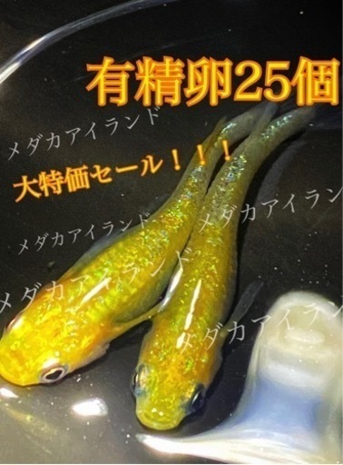 【極上】サボラメ 卵 25個＋α保証分 めだか メダカ 稚魚 針子 キラキラ 最高級 ラメ ヒレ長 光 極美 レア 希少 有精卵 体外光 針子 稚魚