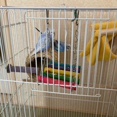 セキセイインコ2羽