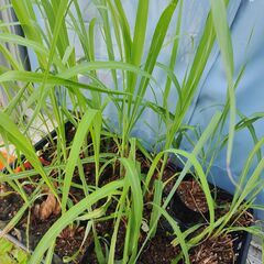 植物【レモングラス】苗