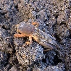 水性水棲昆虫//イモリ、カエル、他　求む - 町田市