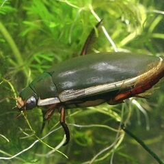 水性水棲昆虫//イモリ、カエル、他　求む - 手伝って/助けて