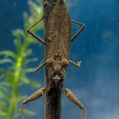 水性水棲昆虫//イモリ、カエル、他　求む − 東京都