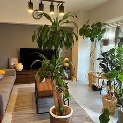 大型　ドラセナ