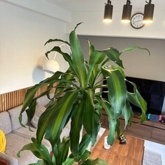 大型　ドラセナの画像