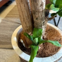 大型　ドラセナの画像