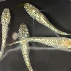 (値下げ)メダカ　KAGLA  稚魚　10匹