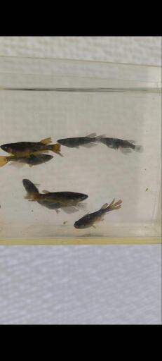 受渡決定（現物出品）めだか　エヴァ×黒天幻龍鰭長　4ペア　ブルーアイ　アースアイ　鰭長　ラメ入り