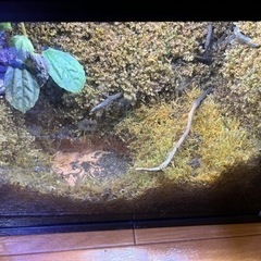 水槽付き白いアマガエル飼育セット
