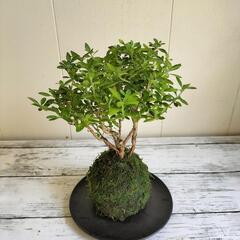 苔玉ハクチョウゲ🌿白丁花