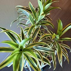 🌿ソング オブ インディア🌿の画像