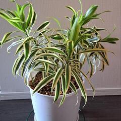 🌿ソング オブ インディア🌿の画像