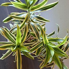 🌿ソング オブ インディア🌿の画像