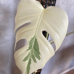 【カット苗】斑入りモンステラ