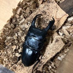 テイオウヒラタクワガタ　92mmペア